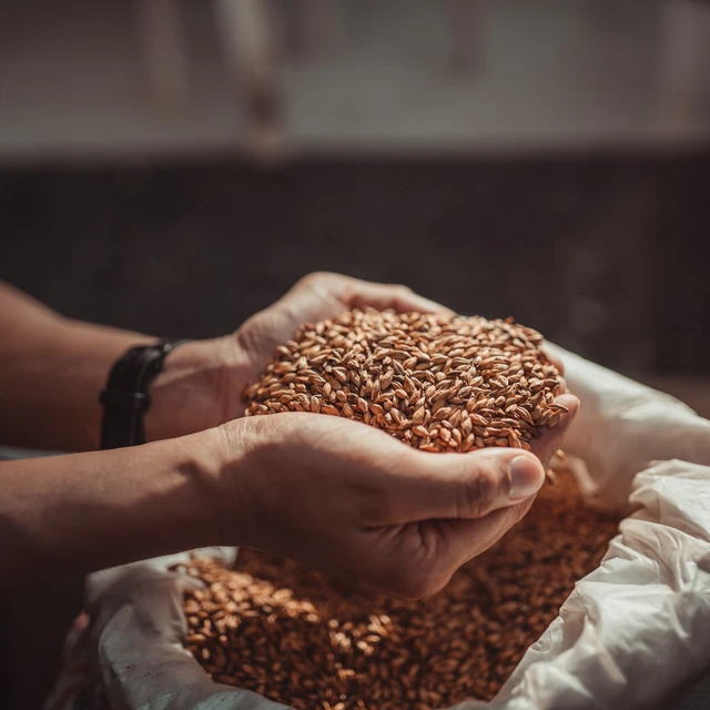 Hands holding barley