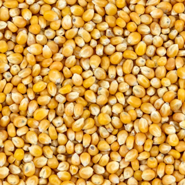 Above view of corn kernels