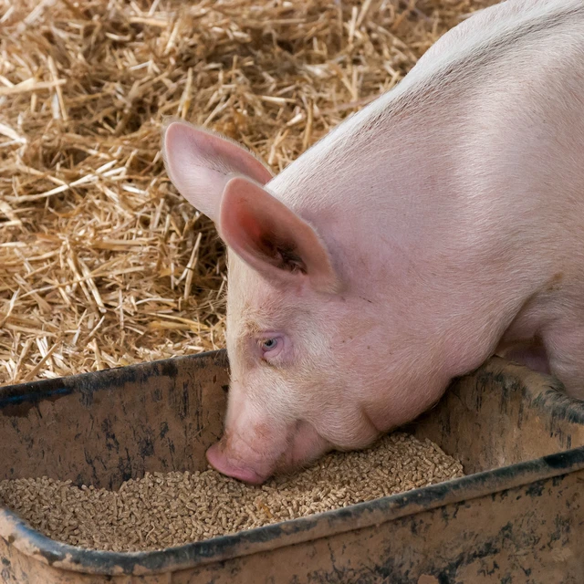 Sow eating animal feed