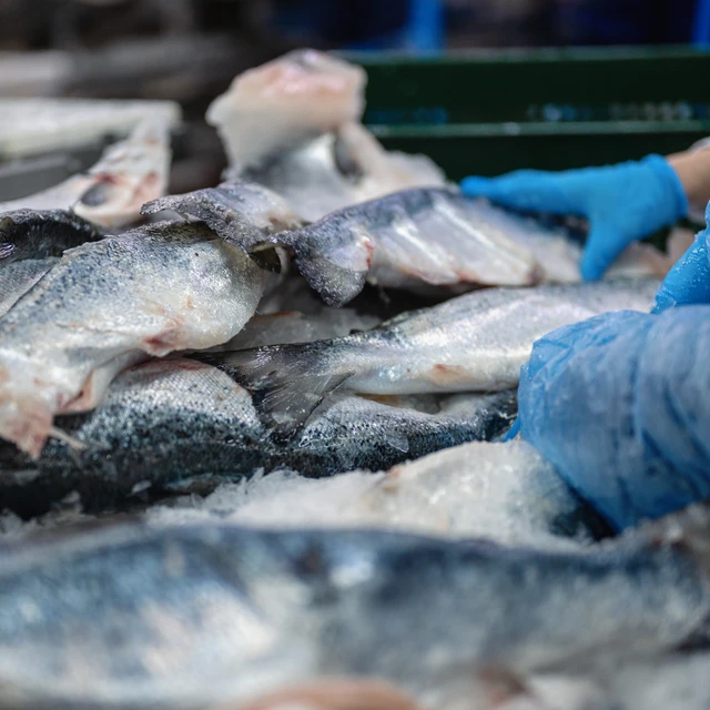 handling salmons on conveyor belt