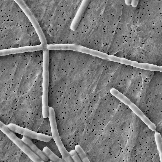 Grayscale microscopic image of rod-shaped Lactobacillus delbrueckii subsp. bulgaricus bacteria on a textured surface, illustrating microbes used to improve cheese flavor through fermentation. 
