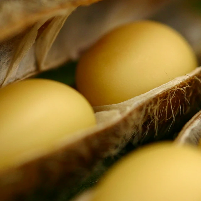 Enzymes for plant-based ingredients