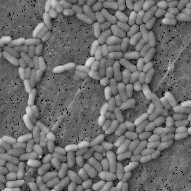 High magnification image of rod-shaped bacteria clustered on a textured surface, used in fermentation to improve cheese flavor. 