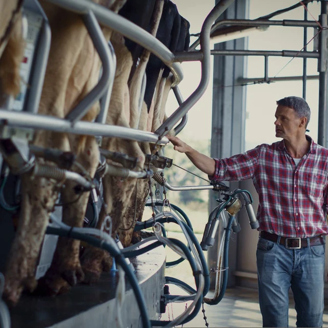 Man in a plaid shirt stands beside cows being milked. 