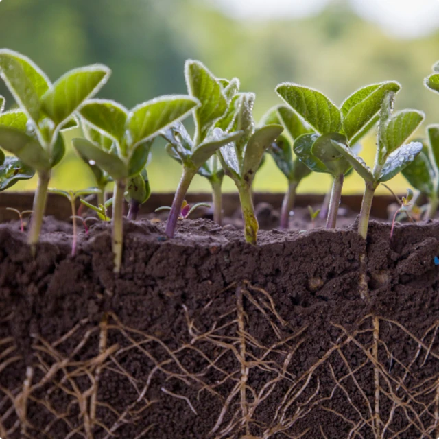 Sprouts-plant-health