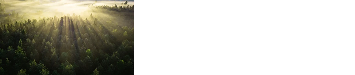 thumbnail_sunrise-over-forest