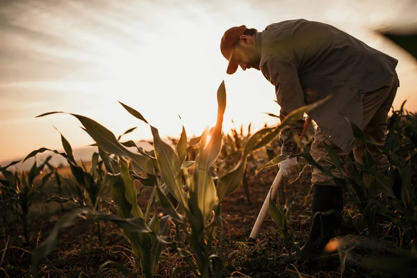 Man harvesting in sunrise 