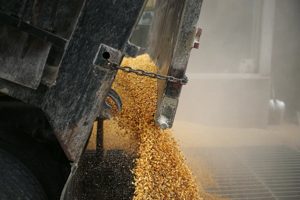 Corn_kernels_pouring_from_a_truck