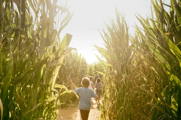 kid in corn field