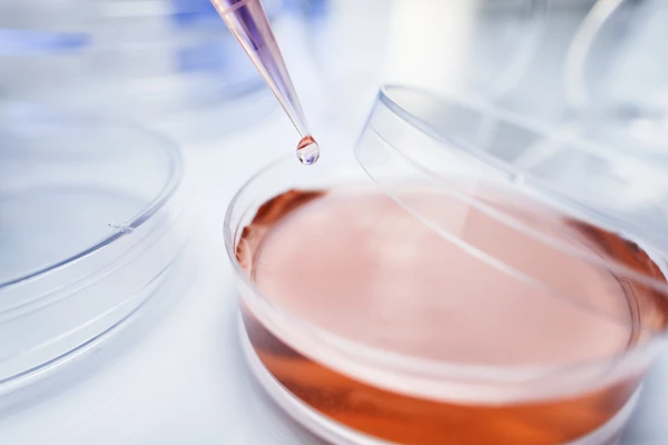 Pipette transferring solution intro petri dish