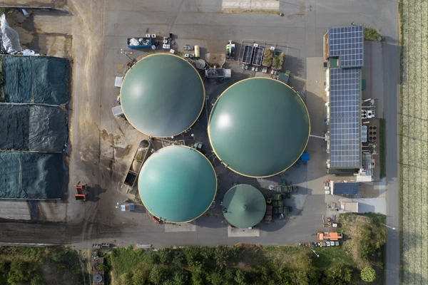 Plant_seen_from_above