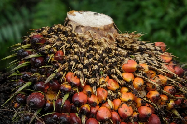 A harvested palm oil fruit bunch at a plantation