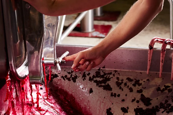 Hand pressing wine out of grape