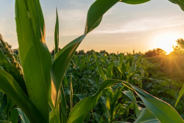 Start with high-quality forage material