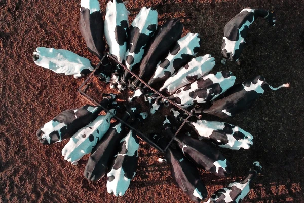 View of Cattle Feeding