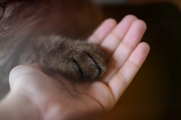 Bonding Time Cat Paw