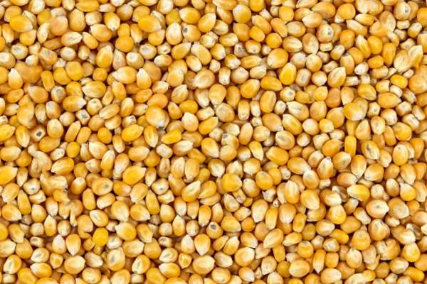 Above view of kernels