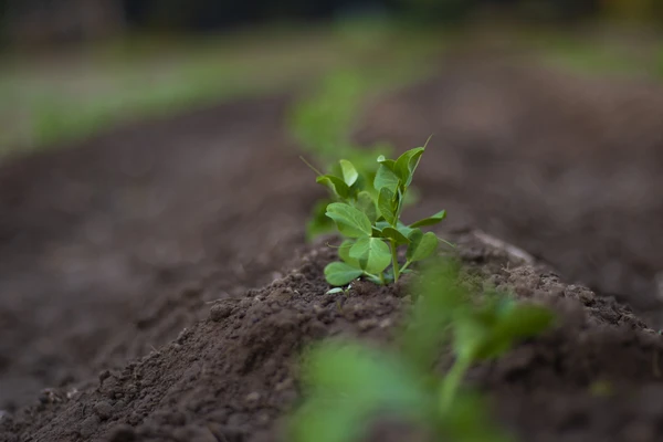 Pea Plants Growing