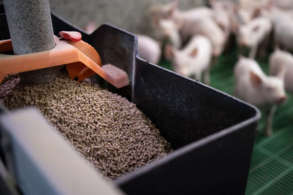 Closeup_of_feedstock_for_pigs