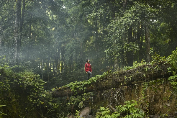 Fit Asian woman trekking in tropical rainforest
