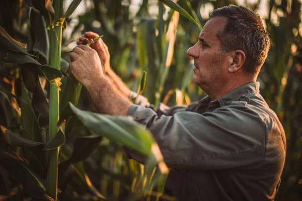 Farmer in a field inspecting his corn crop