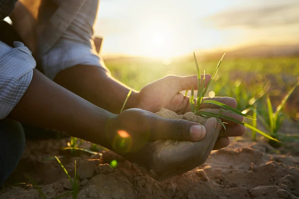 Hands cradling a small plant in a field at sunrise