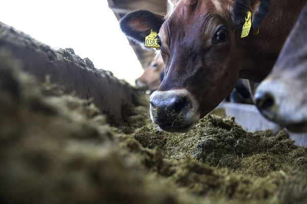Cows in a barn feeding from a silage trough