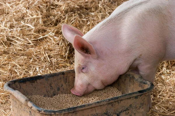 sow eating animal feed