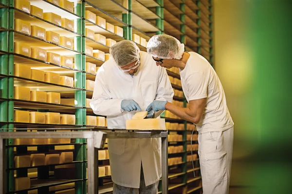 Two workers inspecting a large block of cheese in front of storage racks. Related to cheese shelf life and quality control.