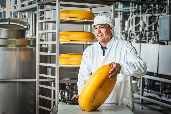 Cheesemaker in a white lab coat and cap holding a large wheel of cheese inside a modern cheese production facility, with stainless steel equipment and shelves of cheese in the background. Relevant to cheese yield improvement and optimization. 