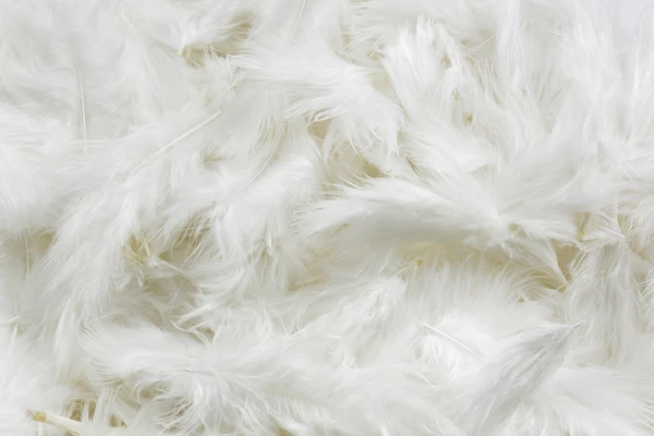 close up on white feathers