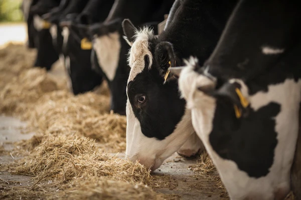 Black and white cows with ear tags eating hay in a row.