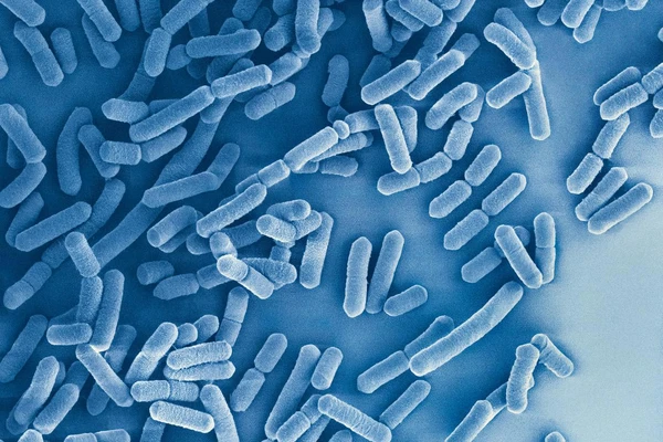 Microbial_image_LGG_Close_up