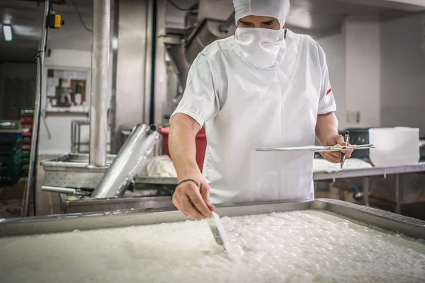 Worker in a food processing facility measuring the temperature of cheese curds, supporting cheese yield optimization and quality control in dairy production. 
