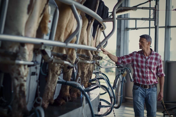 Man in a plaid shirt stands beside cows being milked.
