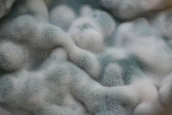 east and mold growing and limiting the shelf life of a particular dairy product