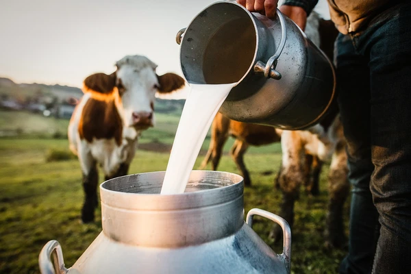 A person pouring milk into a can on a farm, with cows in the background.