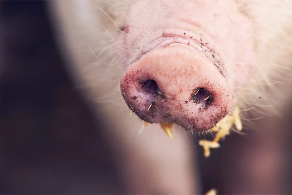 pig eating close up