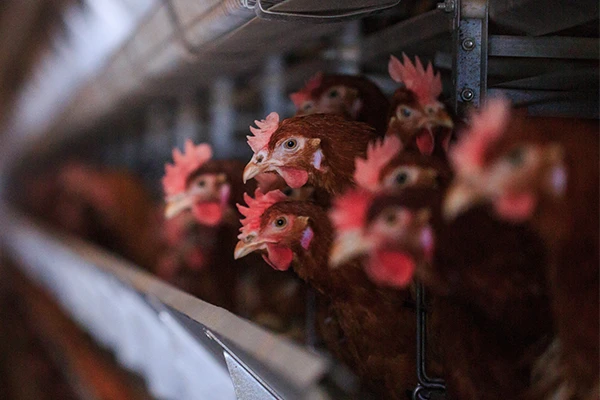 close up of chickens in farm