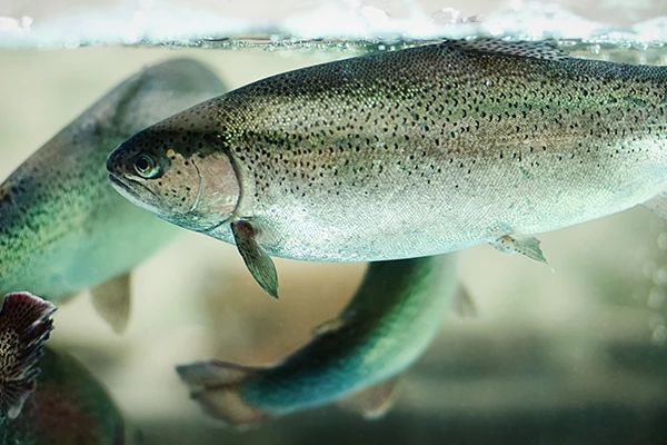 salmon swimming in a tank