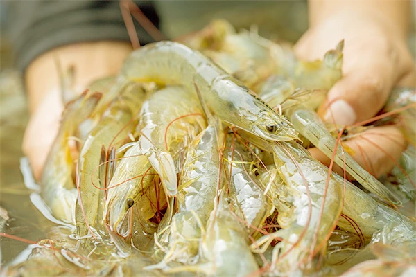 shrimps on a farmer's hands