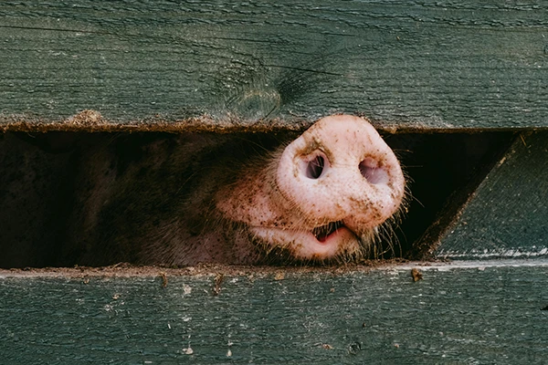 pig nose in the wooden fence