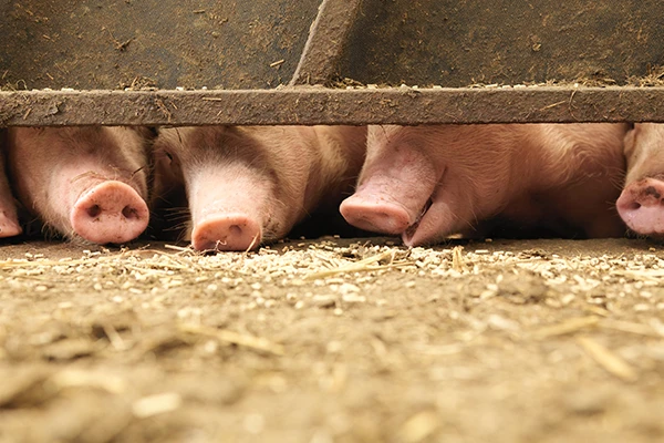 pigs being fed in a farm