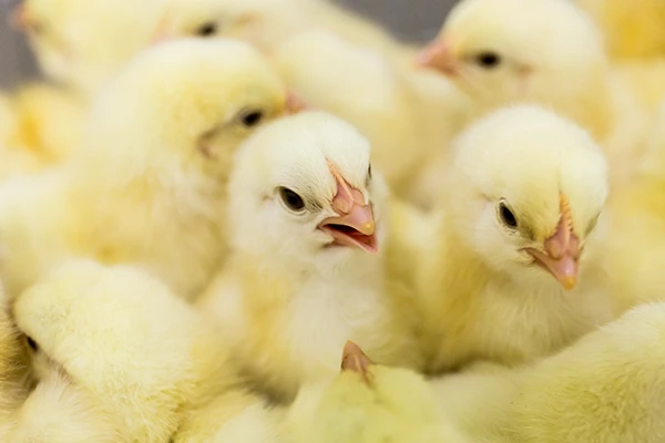 small chickens squeeze in the farm