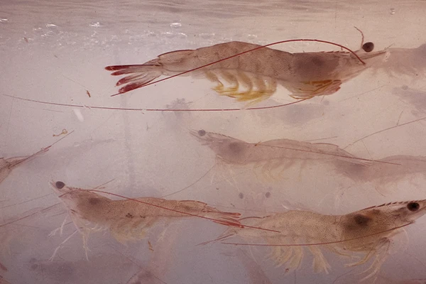 shrimp swimming