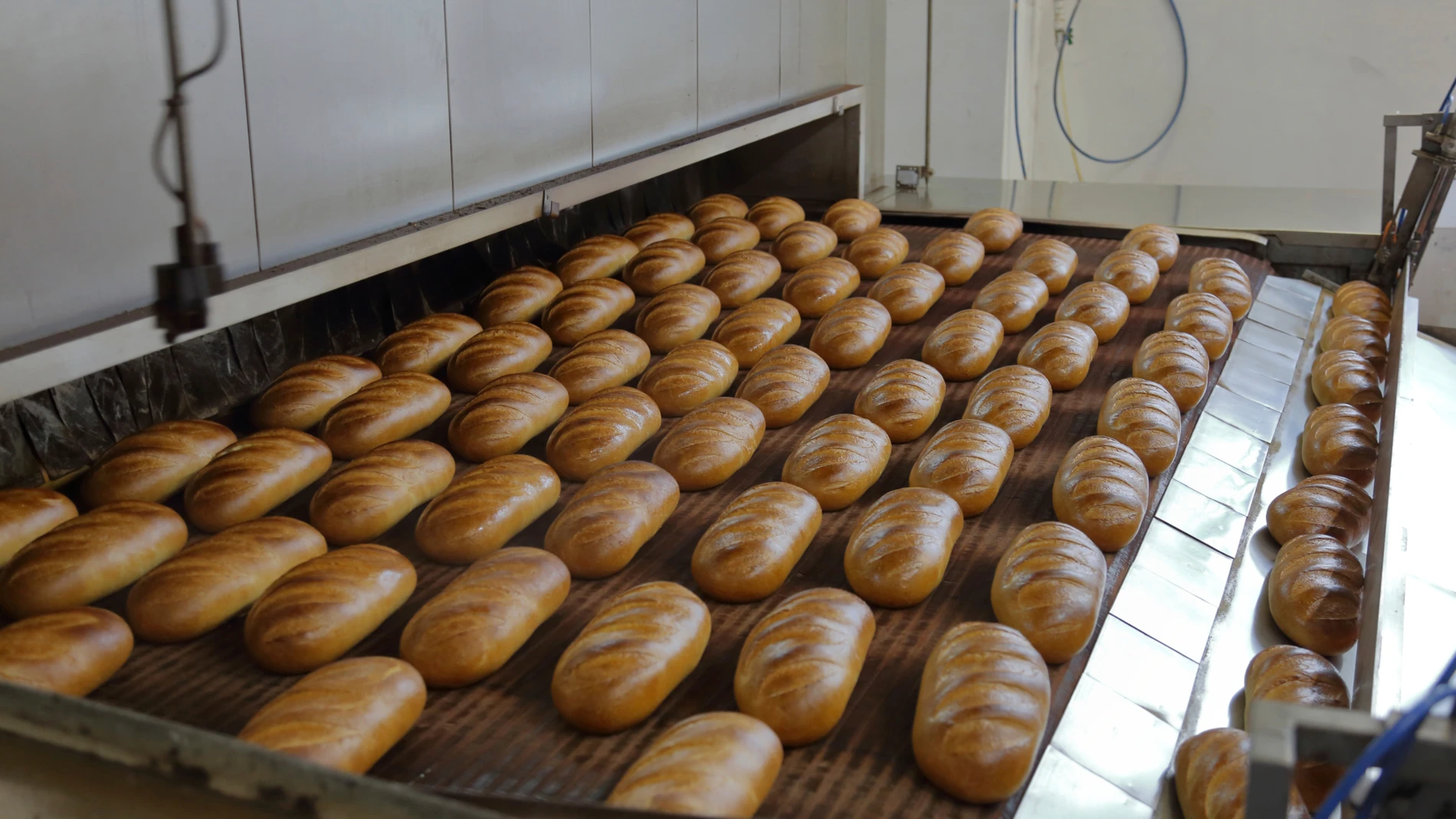 Fresh_baked_loaves_in_industrial_bakin