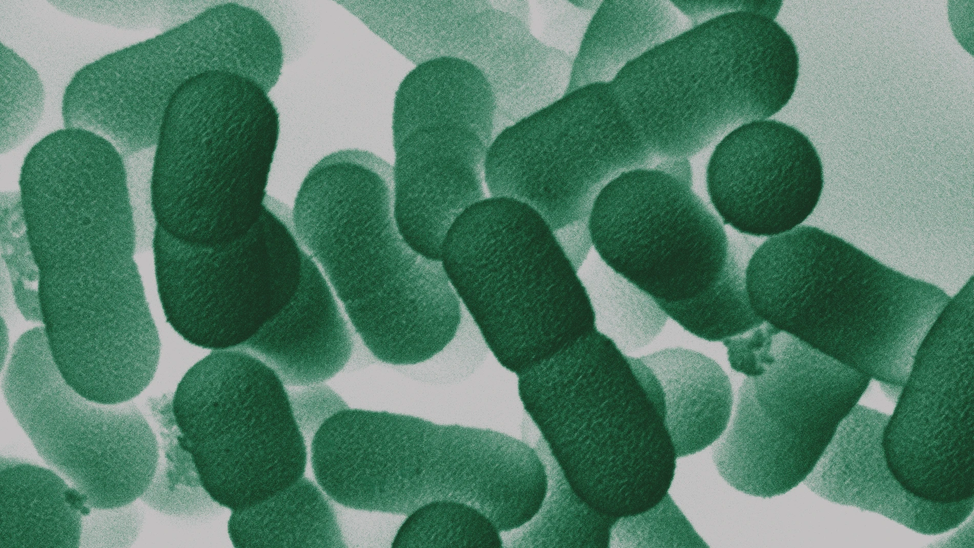 Close up of a petri dish