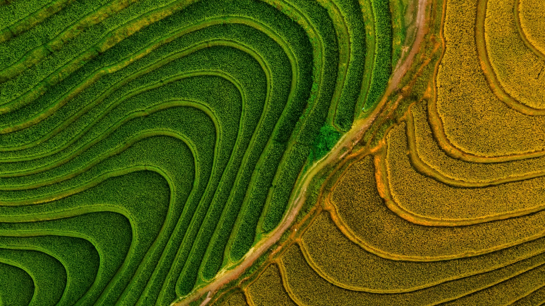 Aerial view of rice field at Vietnam