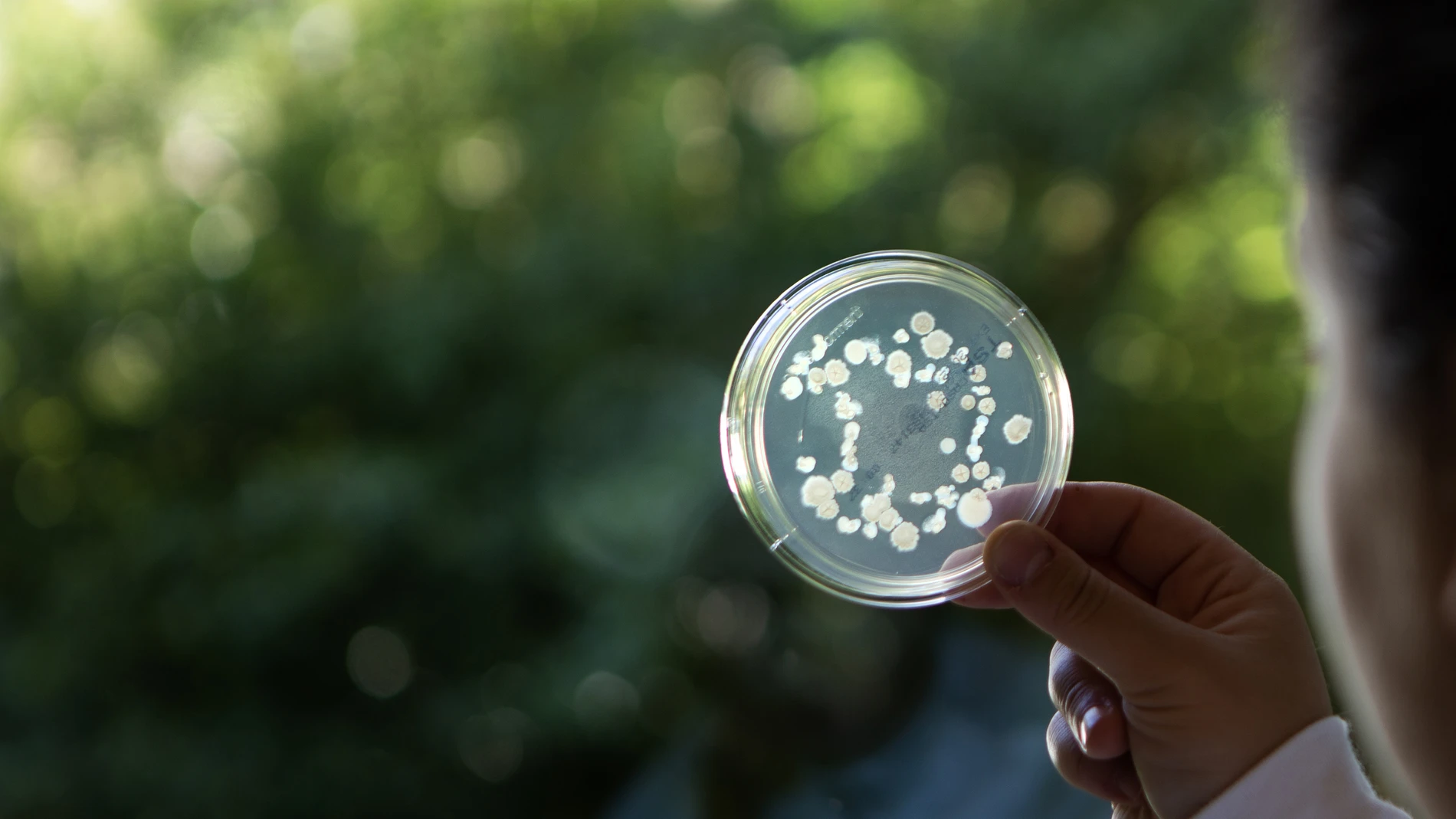 Plant Health_Formulation Lab_petridish