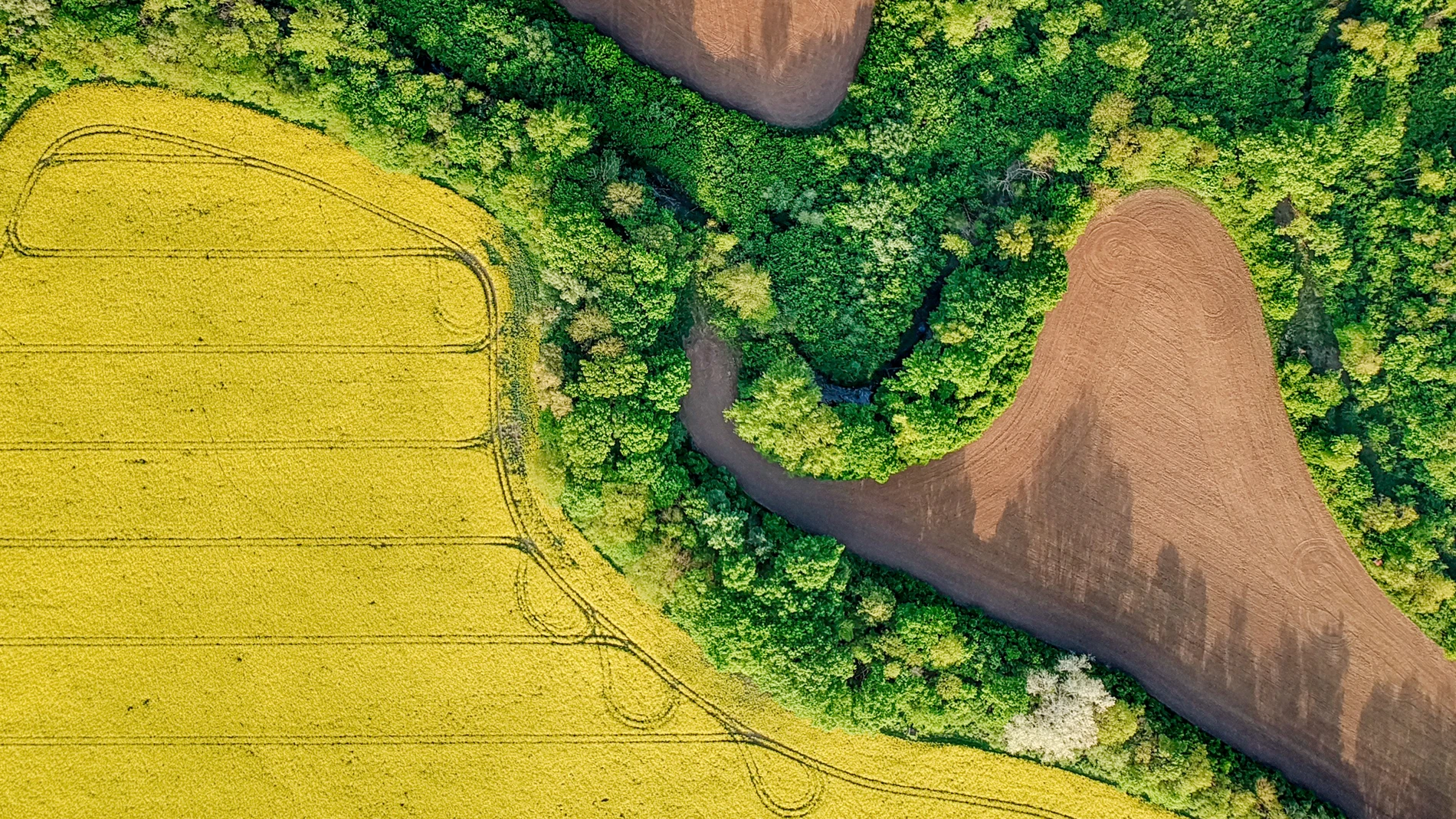 Yellow Rapeseed Field In Bloom At Spring